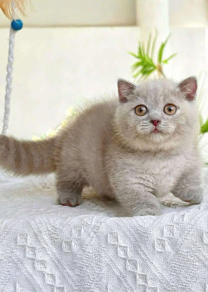 Munchkin