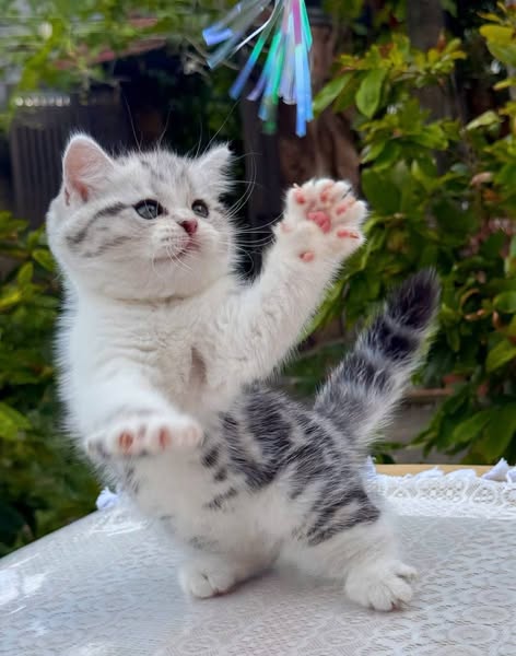 British Shorthair