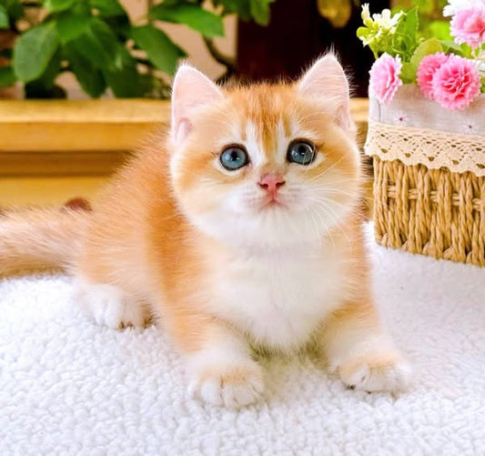 British Shorthair
