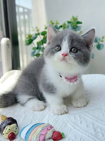 Munchkin
