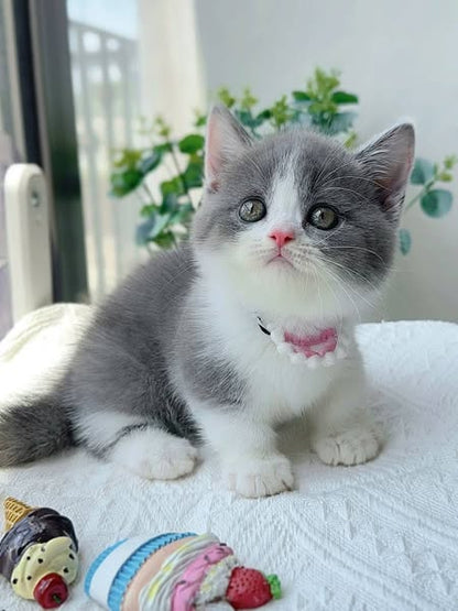Munchkin