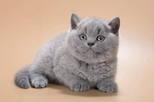 British Shorthair