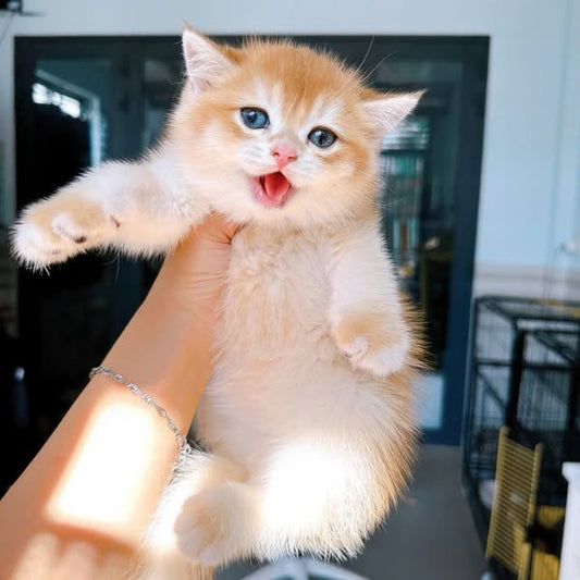 British Shorthair