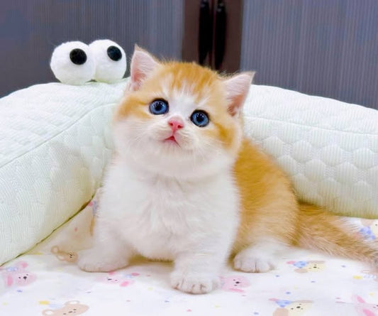 Munchkin