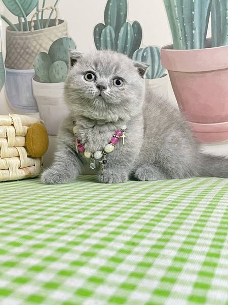 Munchkin Fold