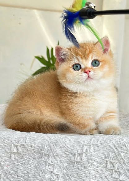 Munchkin