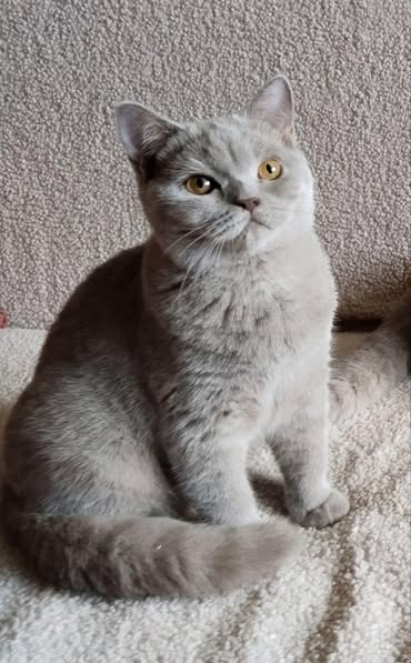 British Shorthair