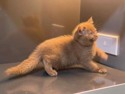 British Shorthair