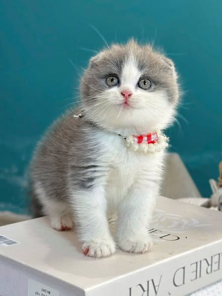 Scottish Fold