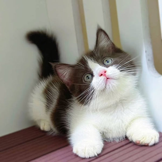 Munchkin