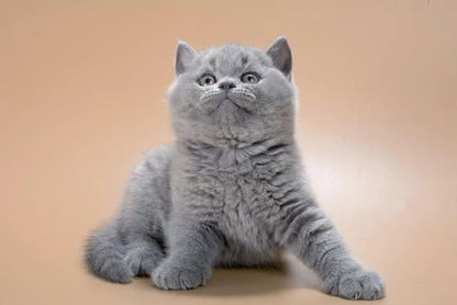 British Shorthair