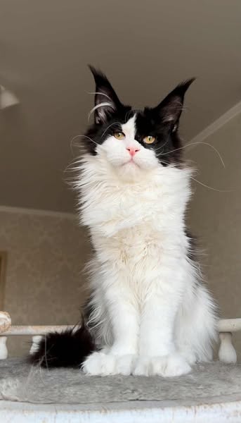 Maine Coon