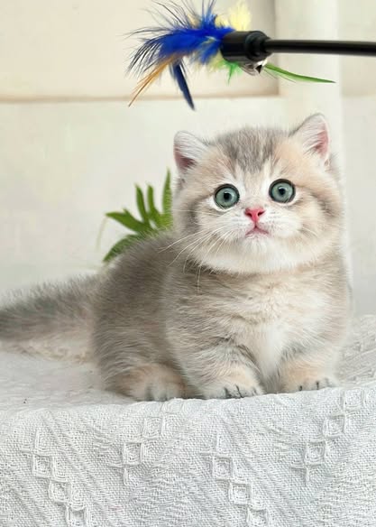 Munchkin
