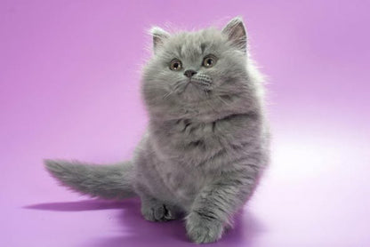 British Longhair