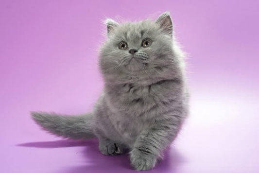 British Longhair