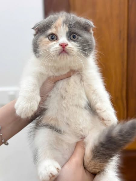 Scottish Fold