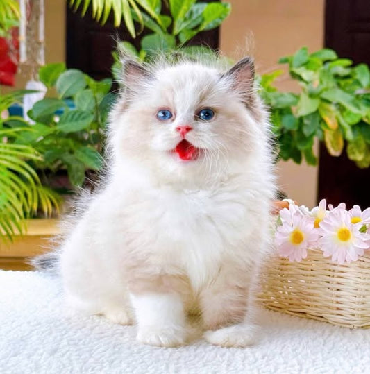 Ragdoll