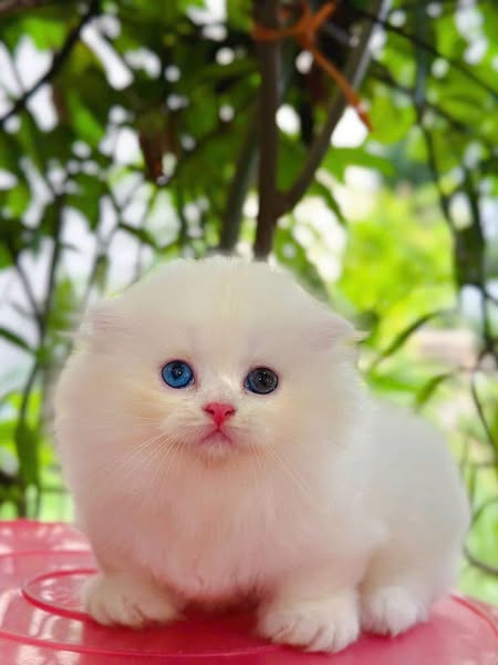 Munchkin Fold