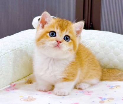 Munchkin