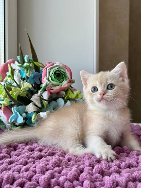British Shorthair