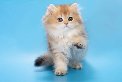 British Longhair