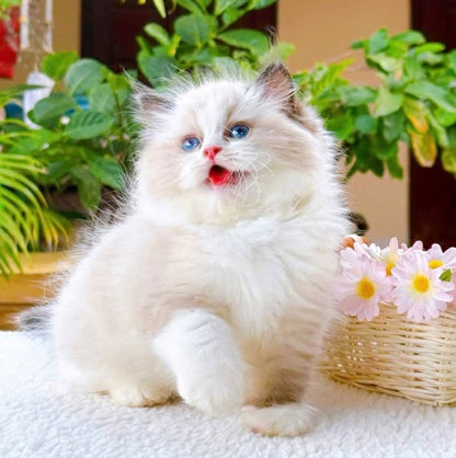 Ragdoll