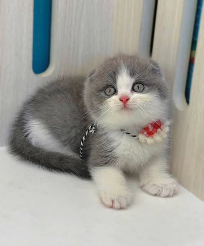 Scottish Fold