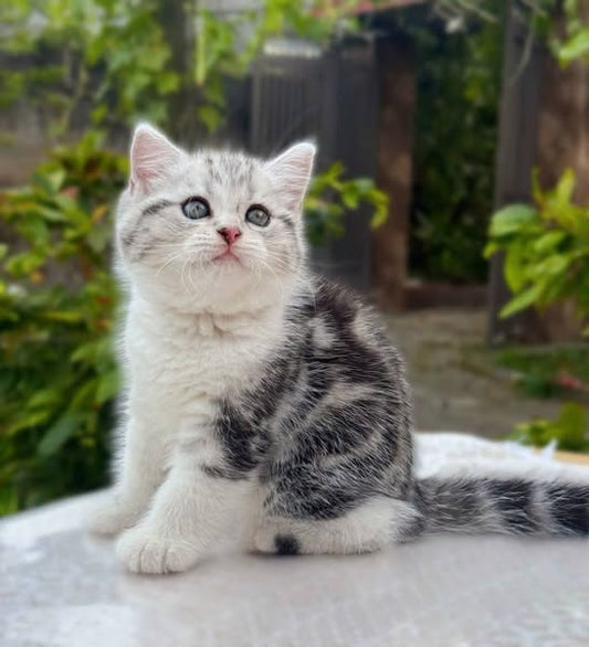 British Shorthair