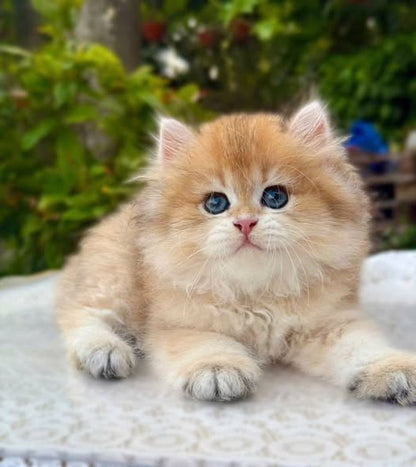 British Longhair