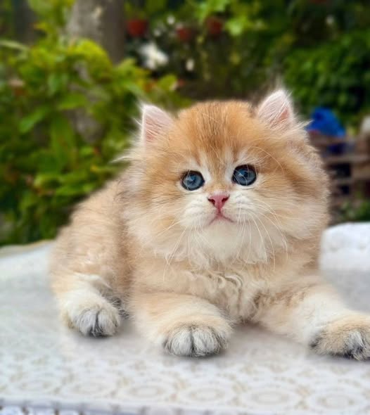 British Longhair