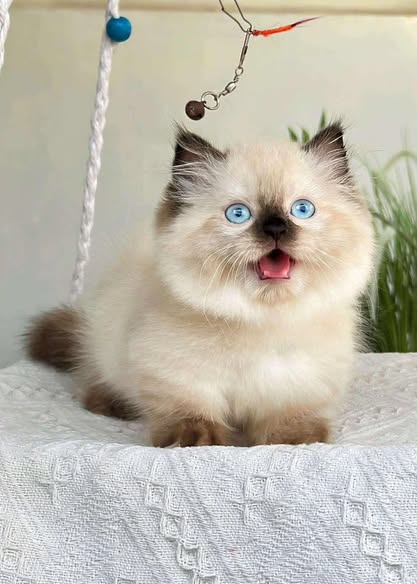 Munchkin