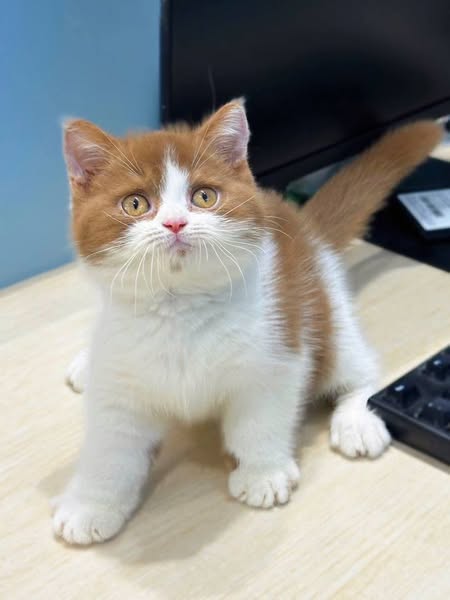 British Shorthair