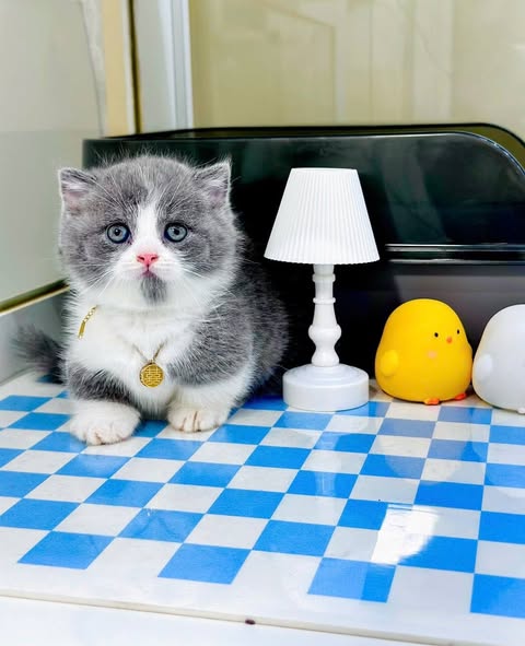 Munchkin Fold