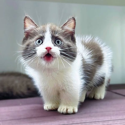 Munchkin
