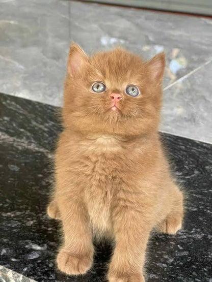 British Shorthair