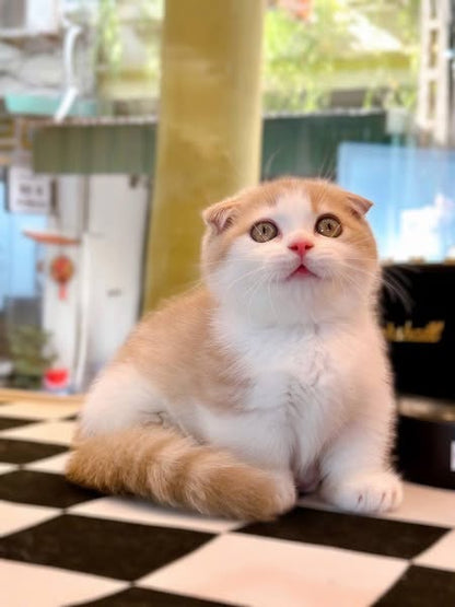 Munchkin Fold