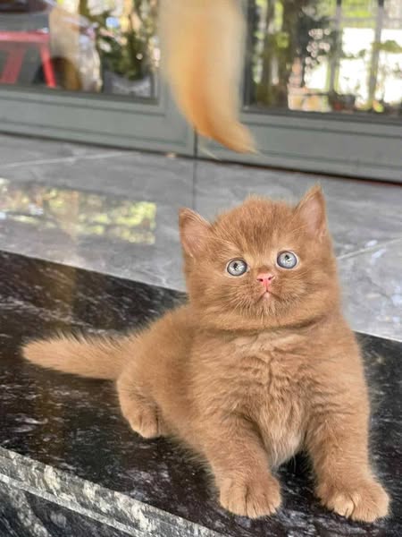 British Shorthair