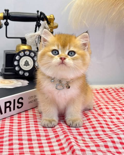 British Shorthair