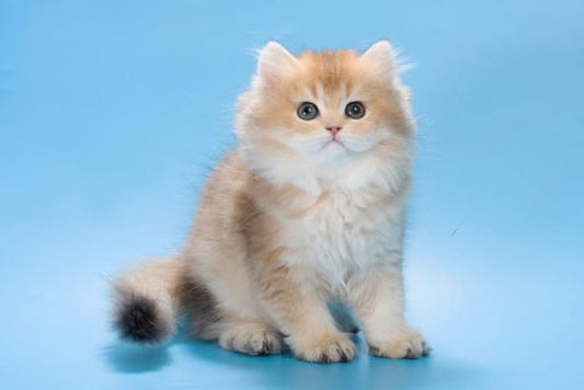British Longhair