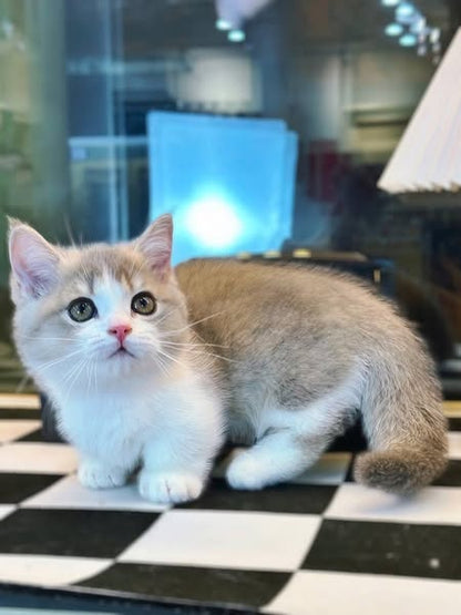 Munchkin
