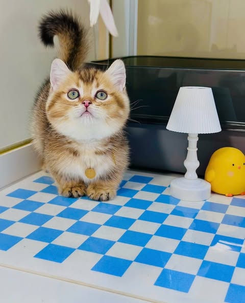 Munchkin