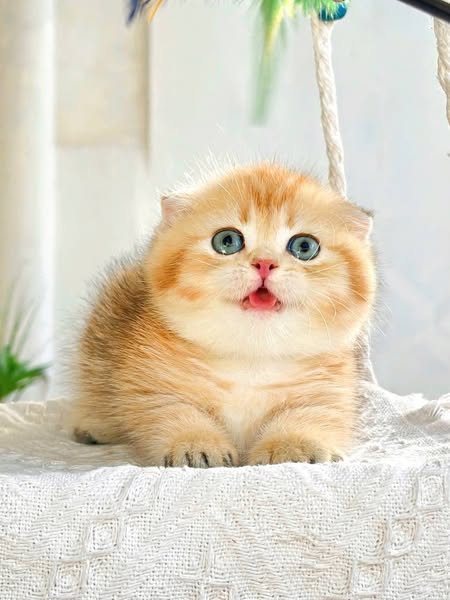 Munchkin Fold