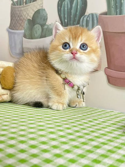 Munchkin