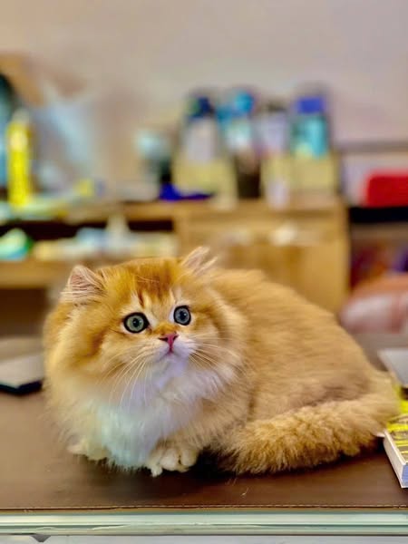 Munchkin Longhair