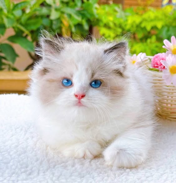 Ragdoll