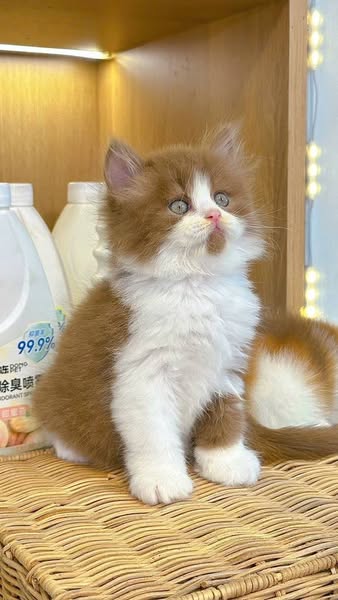 British Longhair