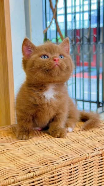 Munchkin