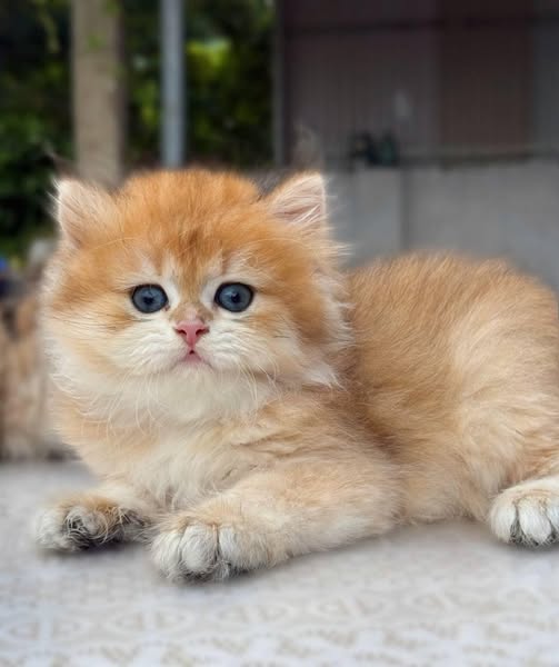 British Longhair