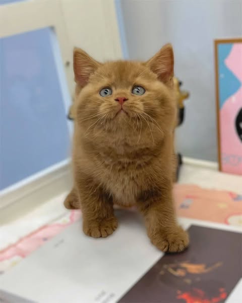 British Shorthair