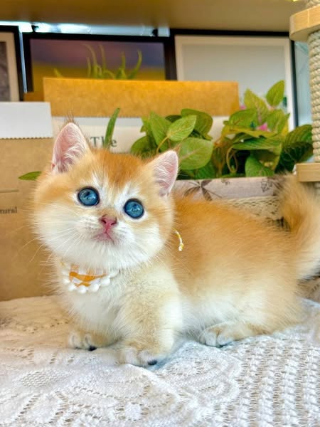 Munchkin
